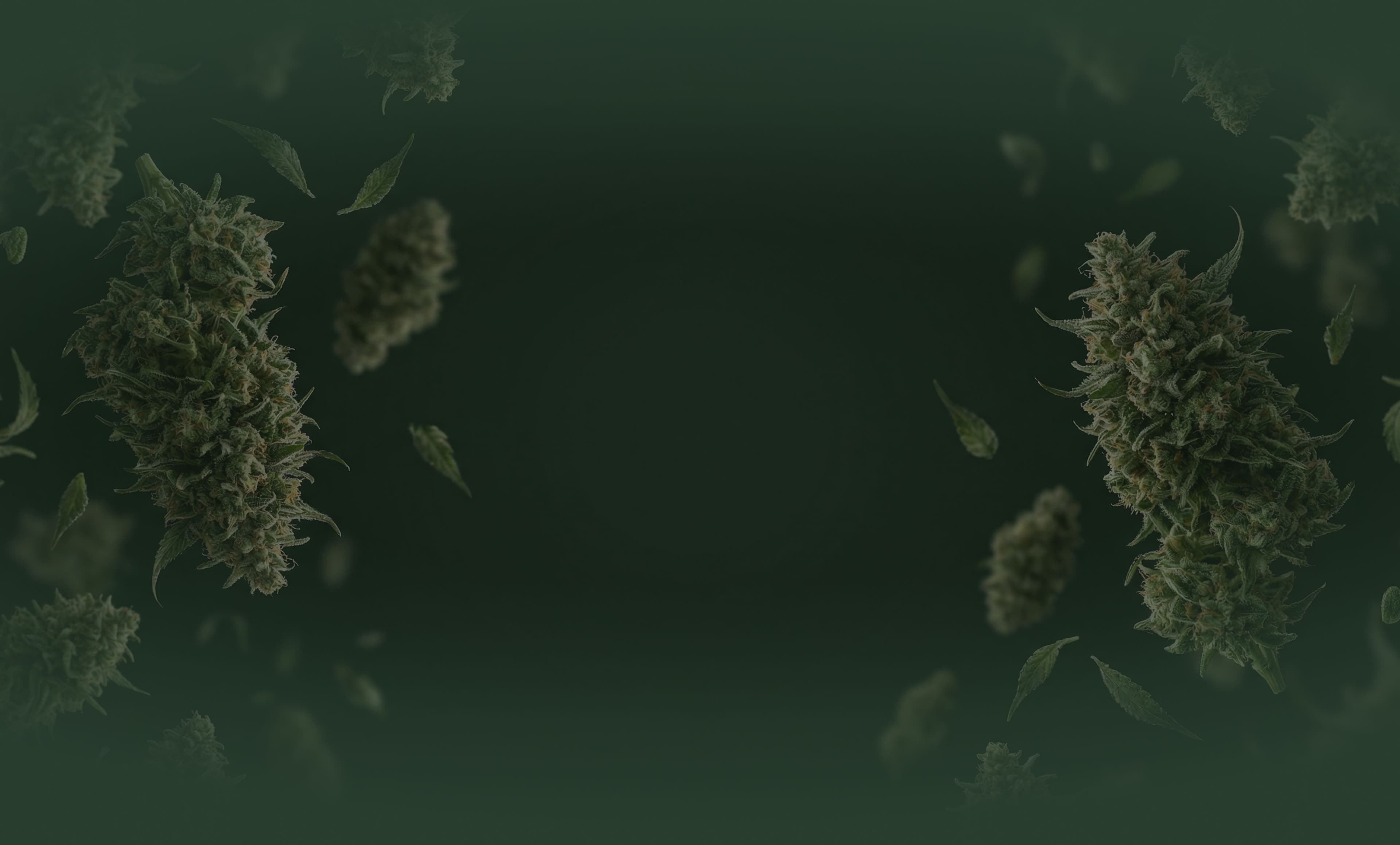 Cannabispflanzen aus der Vogelperspektive als Hintergrundbild